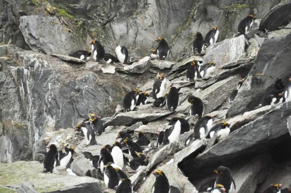 Um grupo de pinguins macaroni em Cape Lookout, Elephant Island, na Antártida (foto de John Pairaudeau)